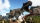 ARK: Survival Evolved (Code in a Box), Switch