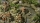 Commandos 2 - HD Remaster, Switch