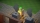 Autonauts, PS4/Switch