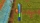 Harvest Life + Castaway Paradise (Code in a Box), Switch