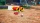 Pikmin 4, Switch