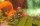 Bayala - Das Spiel, Nintendo Switch