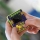 HMT Super Micro Centipede Keychain Gamer